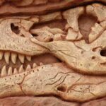 como se determina la edad de los fosiles